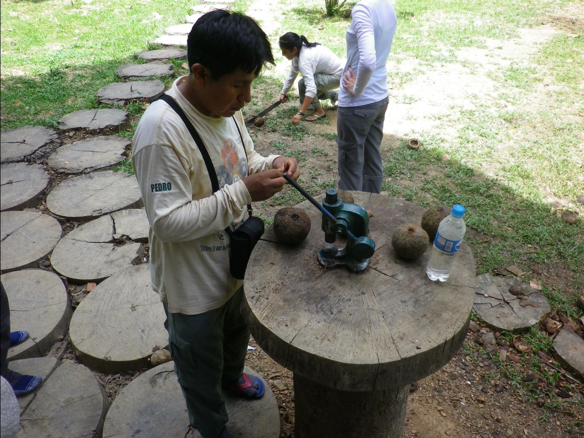 Brazilian Nuts06